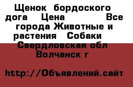 Щенок  бордоского  дога. › Цена ­ 60 000 - Все города Животные и растения » Собаки   . Свердловская обл.,Волчанск г.